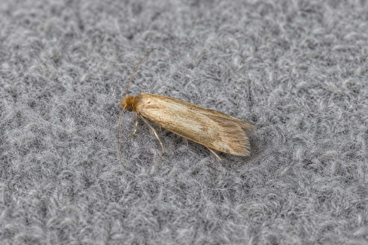 Moth on fabric